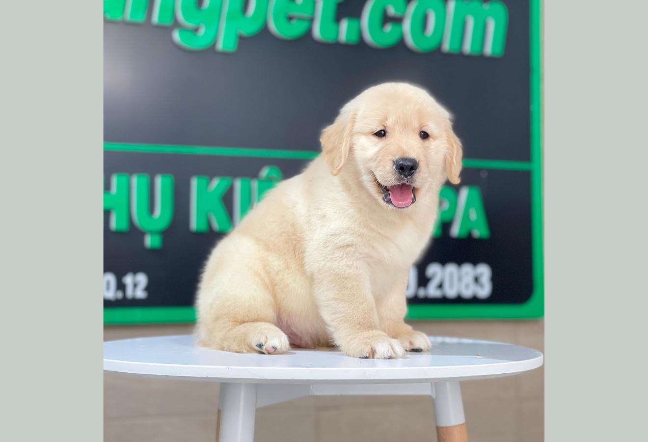 Golden Retriever - Màu Vàng Kem (MS 11)