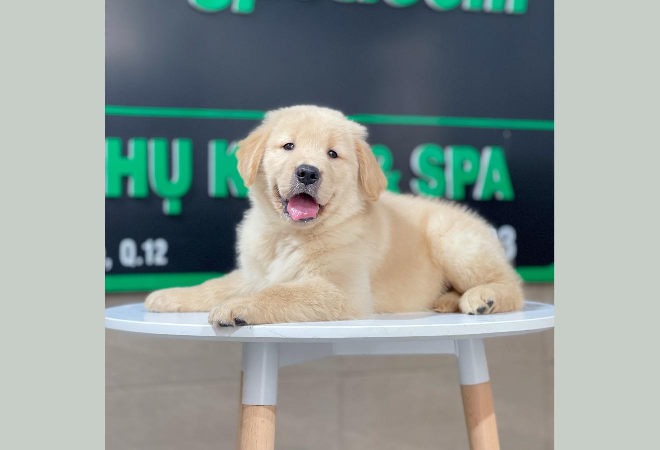 Golden Retriever - Màu Vàng Kem (MS 13)