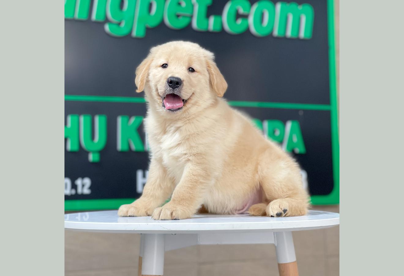 Golden Retriever - Màu Vàng Kem (MS 13)
