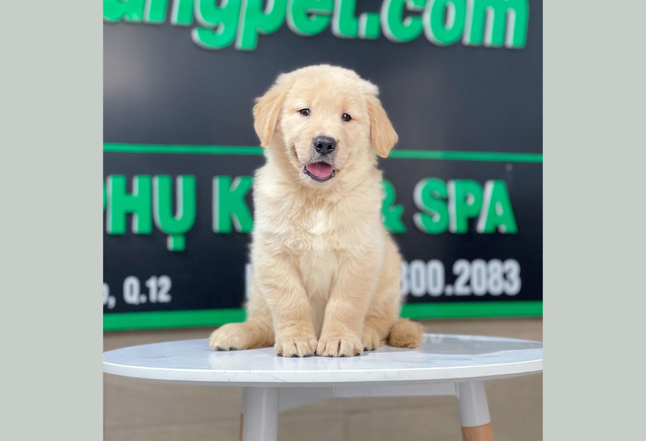 Golden Retriever - Màu Vàng Kem (MS 13)