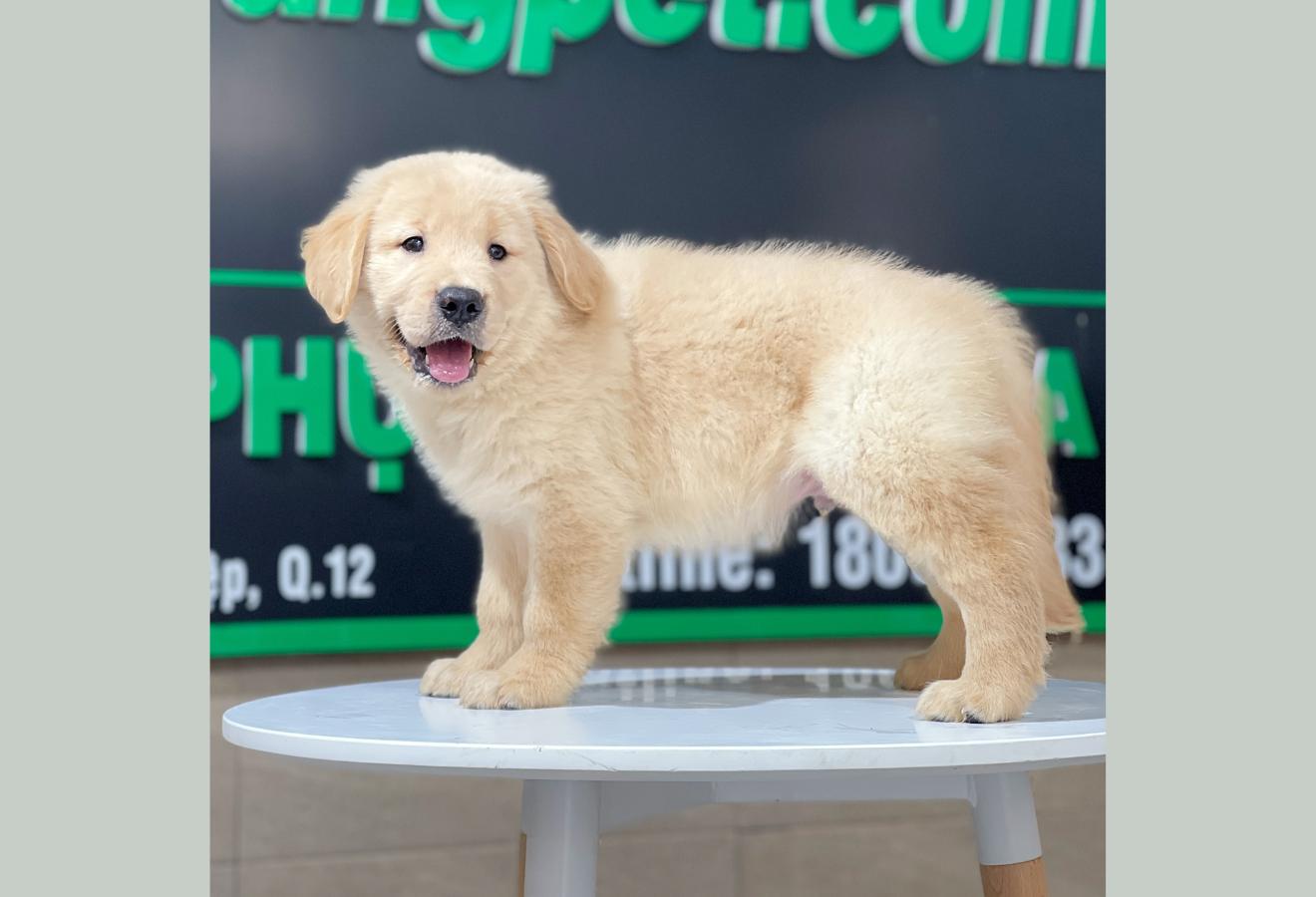 Golden Retriever - Màu Vàng Kem (MS 13)