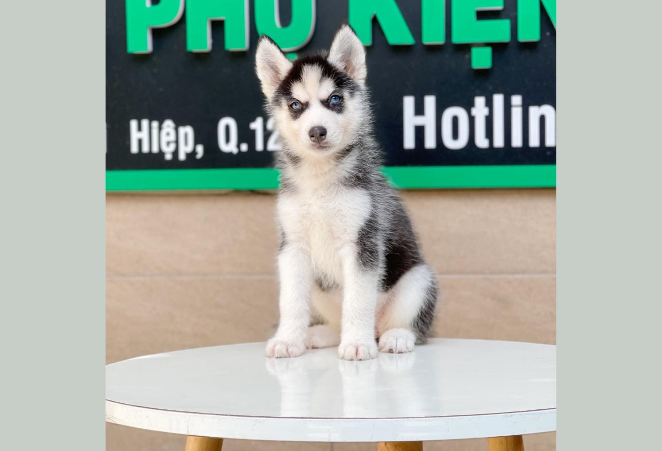 Husky Siberian - Màu Đen Trắng (MS 01)