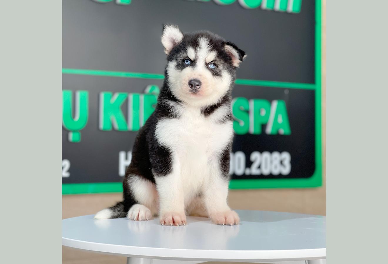 Husky Siberian - Màu Đen Trắng (MS 07)