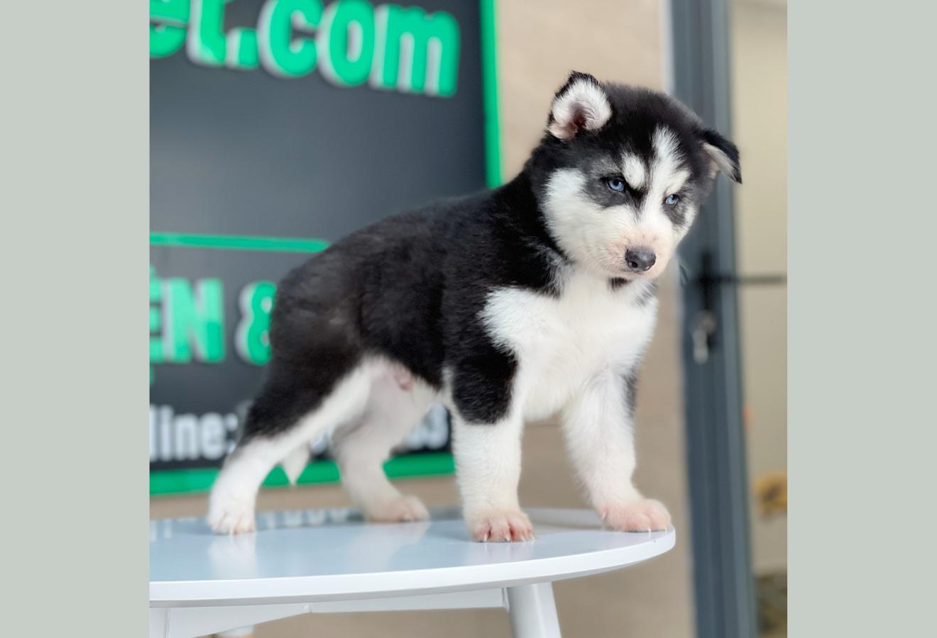 Husky Siberian - Màu Đen Trắng (MS 07)