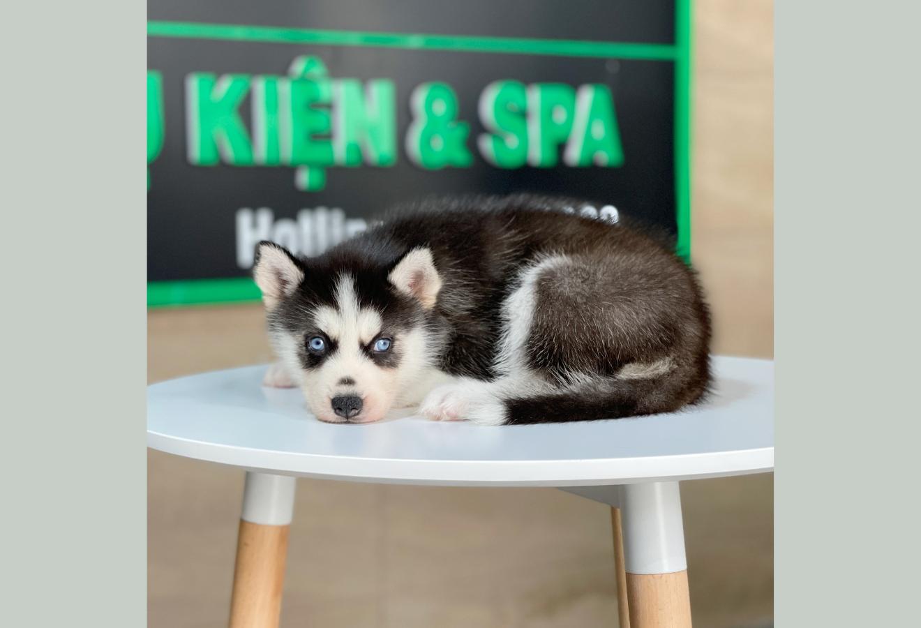 Husky Siberian - Màu Đen Trắng (MS 09)