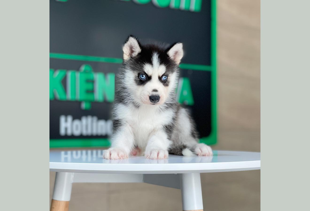 Husky Siberian - Màu Đen Trắng (MS 09)