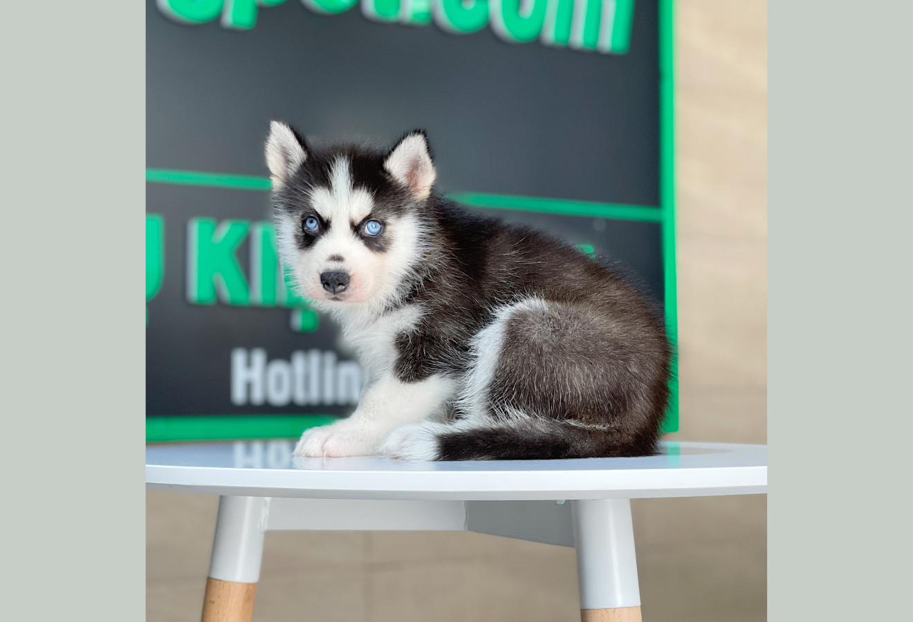 Husky Siberian - Màu Đen Trắng (MS 09)