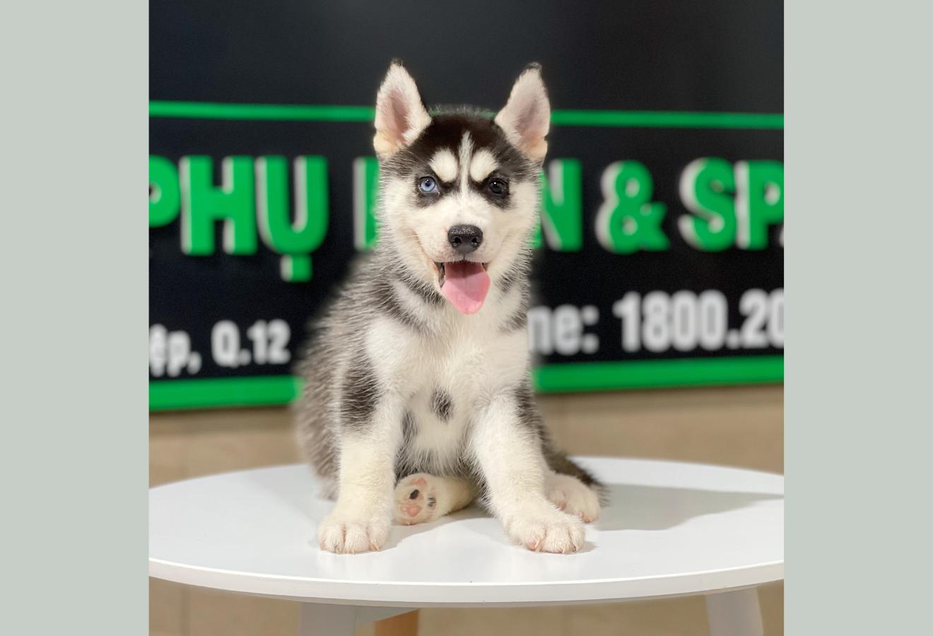 Husky Siberian - Màu Đen Trắng (MS 10)