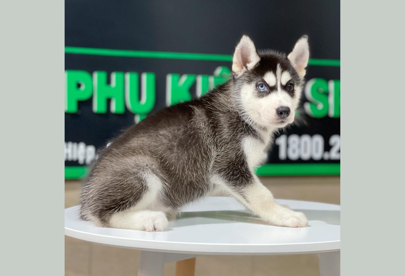 Husky Siberian - Màu Đen Trắng (MS 10)