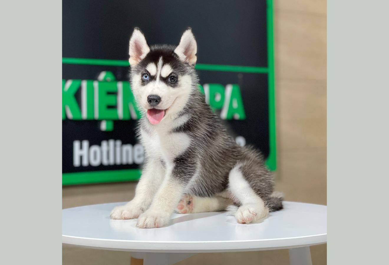 Husky Siberian - Màu Đen Trắng (MS 10)