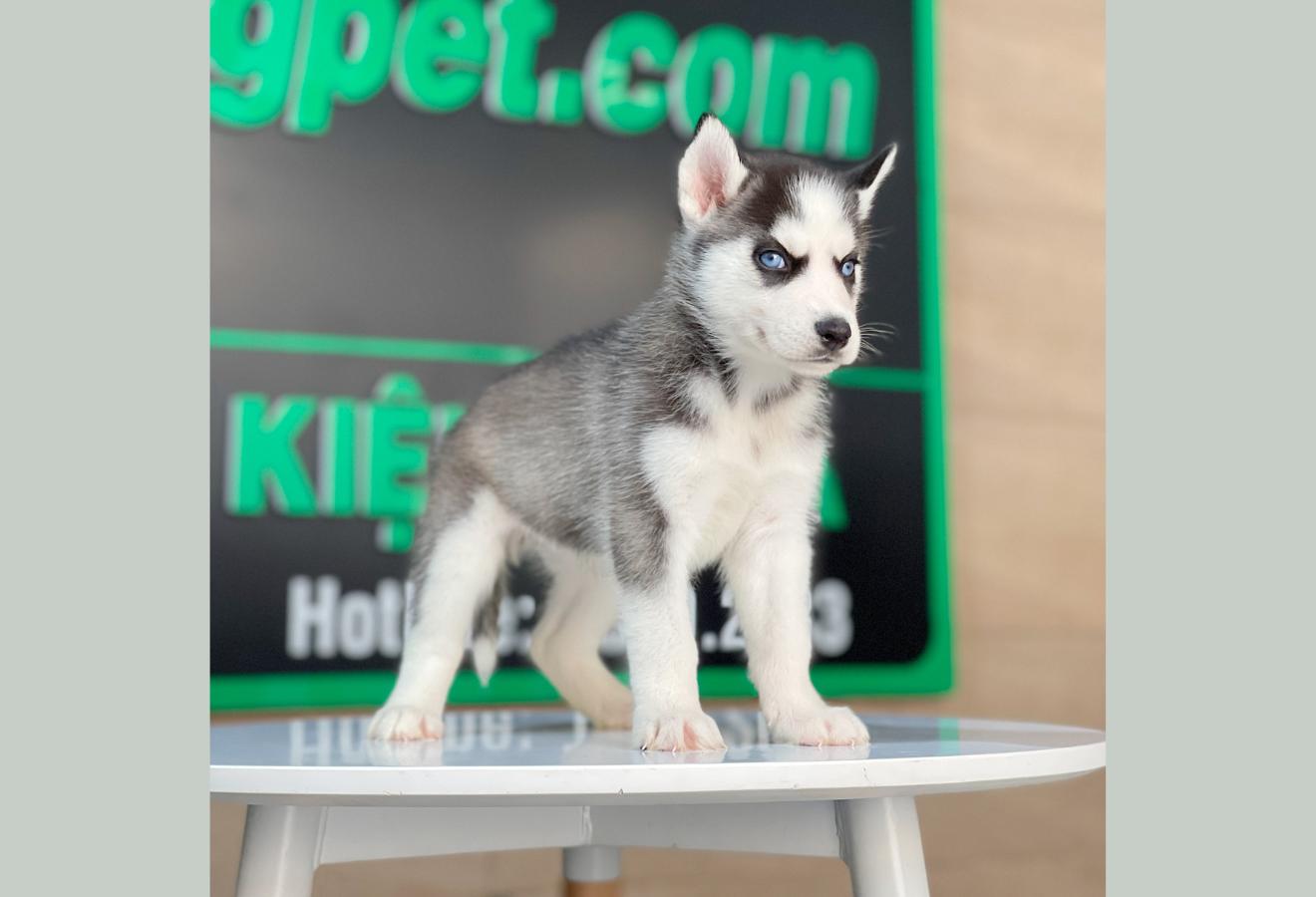 Husky Siberian - Màu Đen Trắng (MS 11)