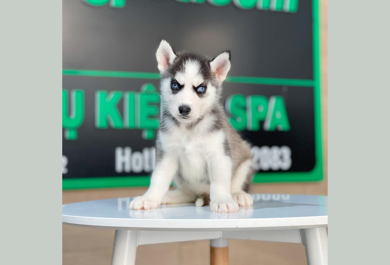 Husky Siberian - Màu Đen Trắng (MS 11)