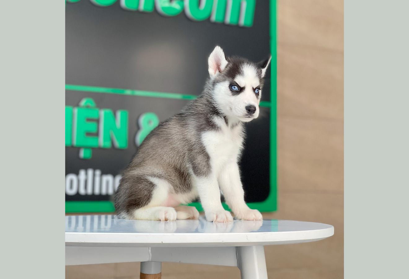 Husky Siberian - Màu Đen Trắng (MS 11)