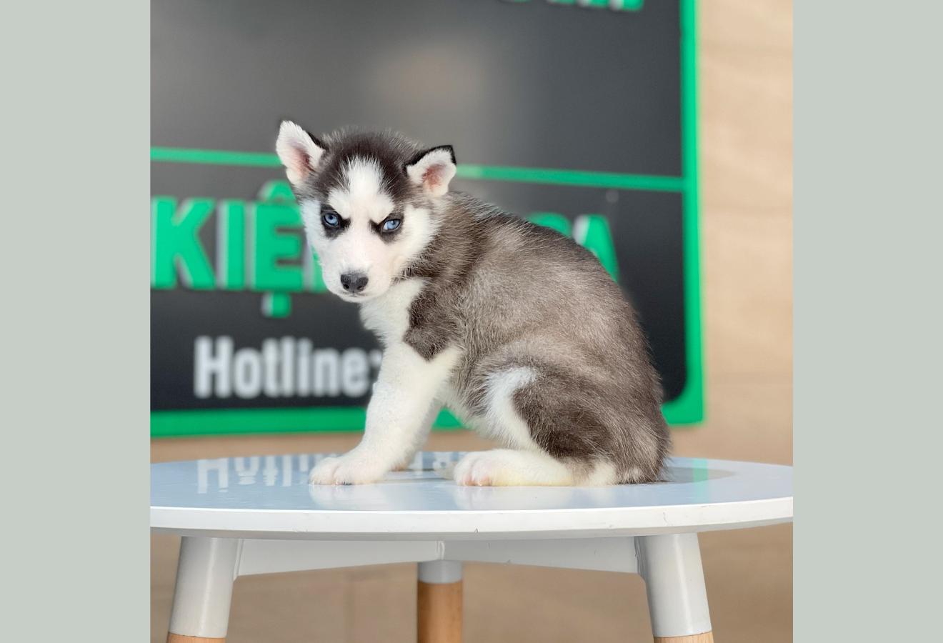 Husky Siberian - Màu Đen Trắng (MS 11)