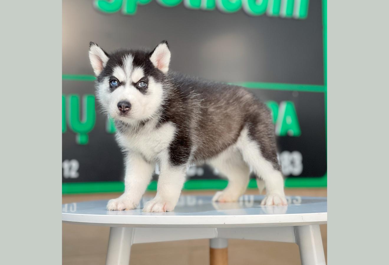 Husky Siberian - Màu Đen Trắng (MS 12)