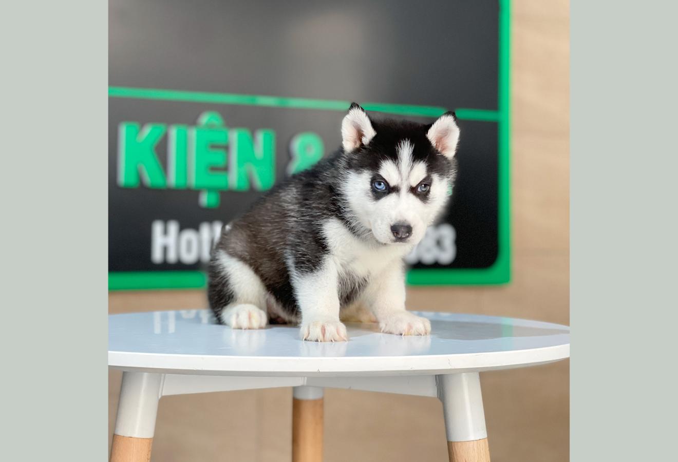 Husky Siberian - Màu Đen Trắng (MS 12)
