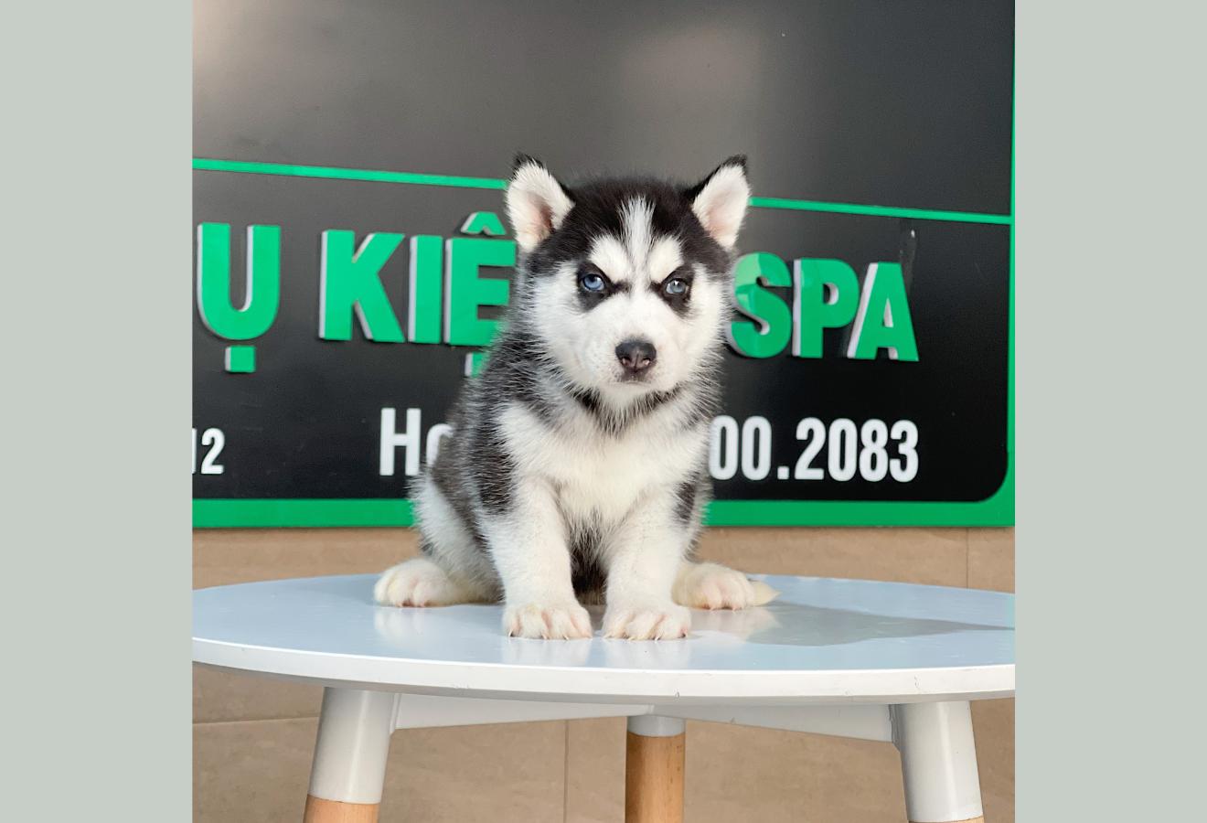 Husky Siberian - Màu Đen Trắng (MS 12)