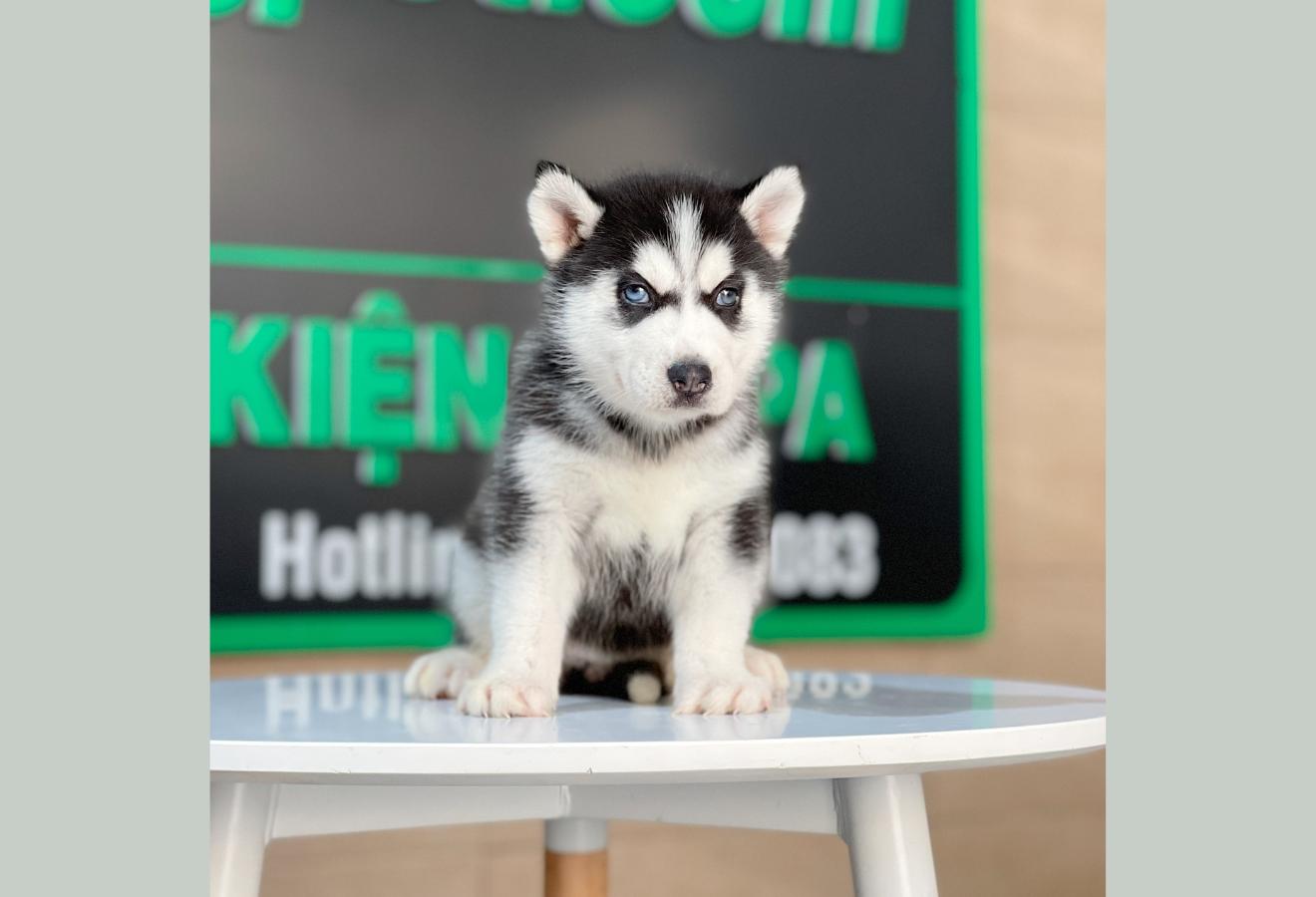 Husky Siberian - Màu Đen Trắng (MS 12)