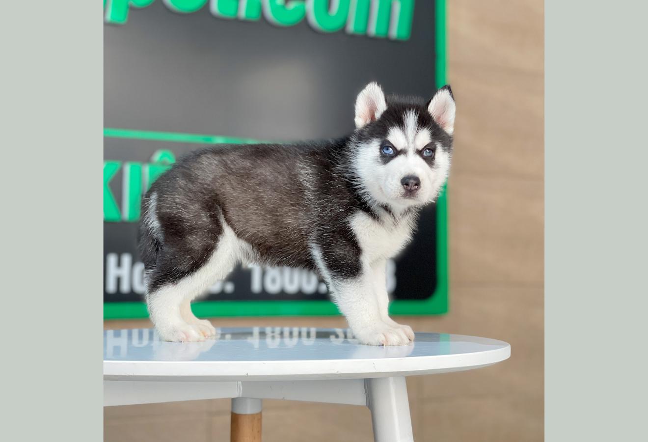 Husky Siberian - Màu Đen Trắng (MS 12)