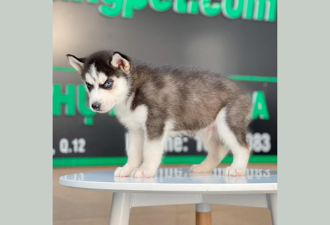 Husky Siberian - Màu Đen Trắng (MS 13)