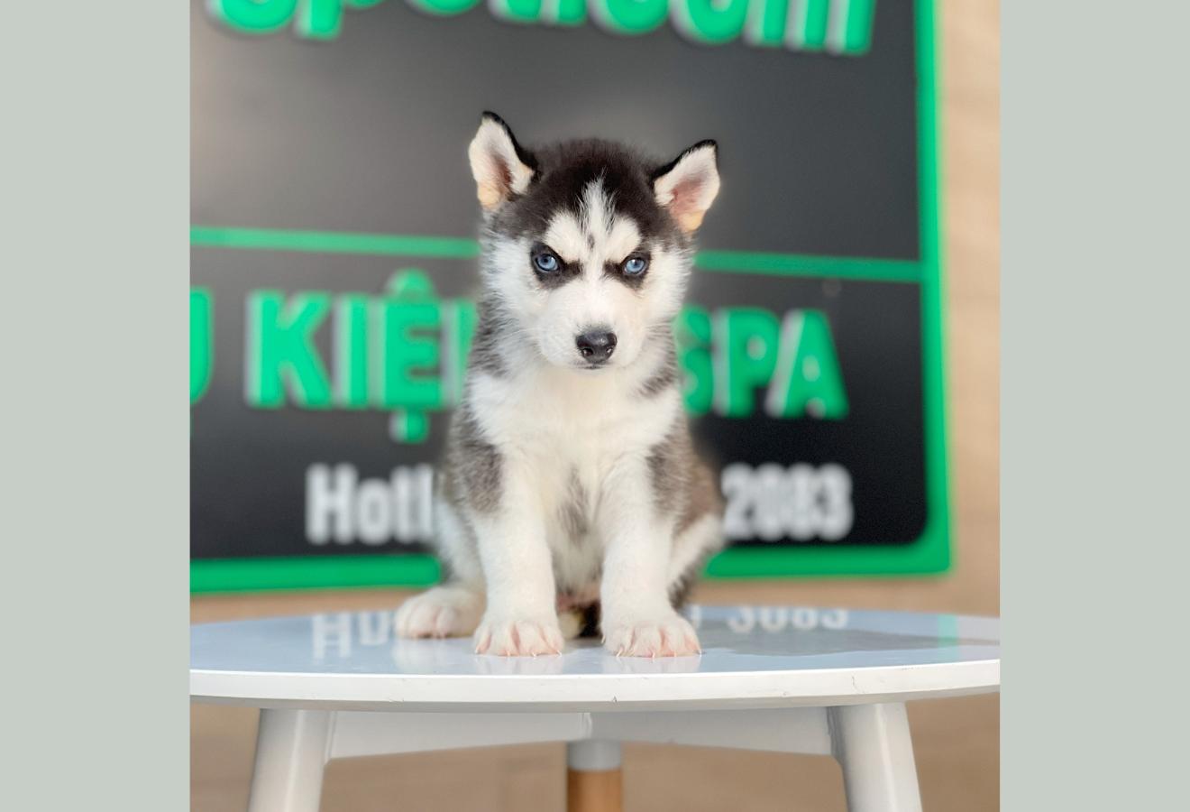 Husky Siberian - Màu Đen Trắng (MS 13)