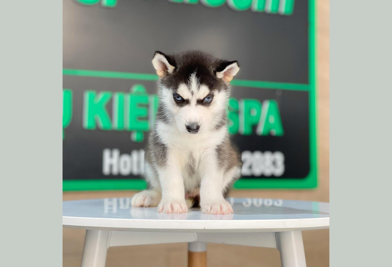 Husky Siberian - Màu Đen Trắng (MS 13)