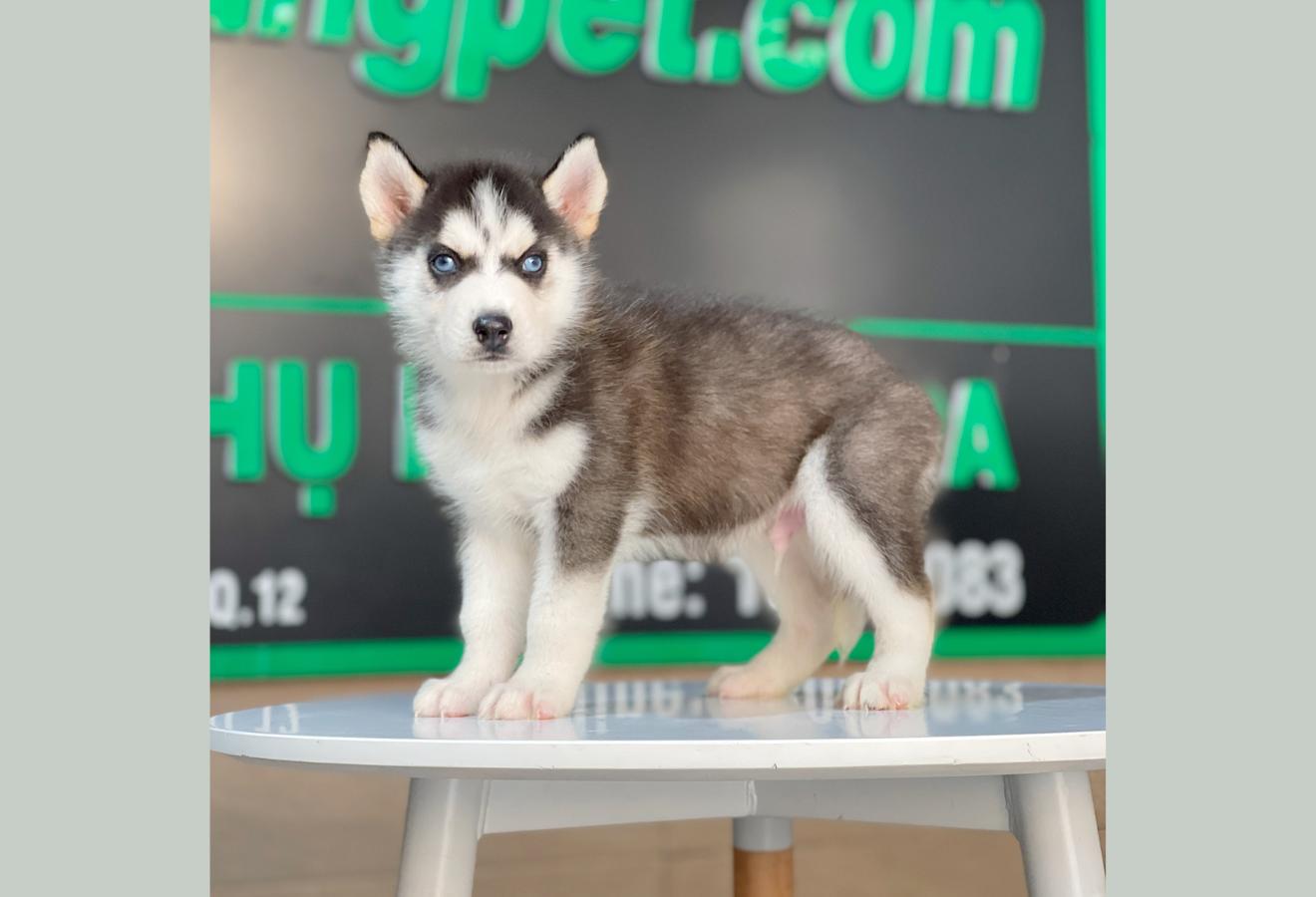 Husky Siberian - Màu Đen Trắng (MS 13)