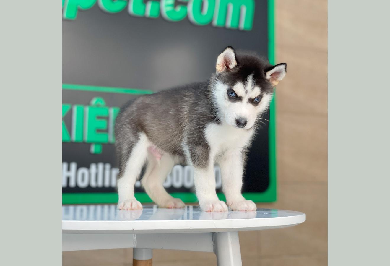 Husky Siberian - Màu Đen Trắng (MS 13)