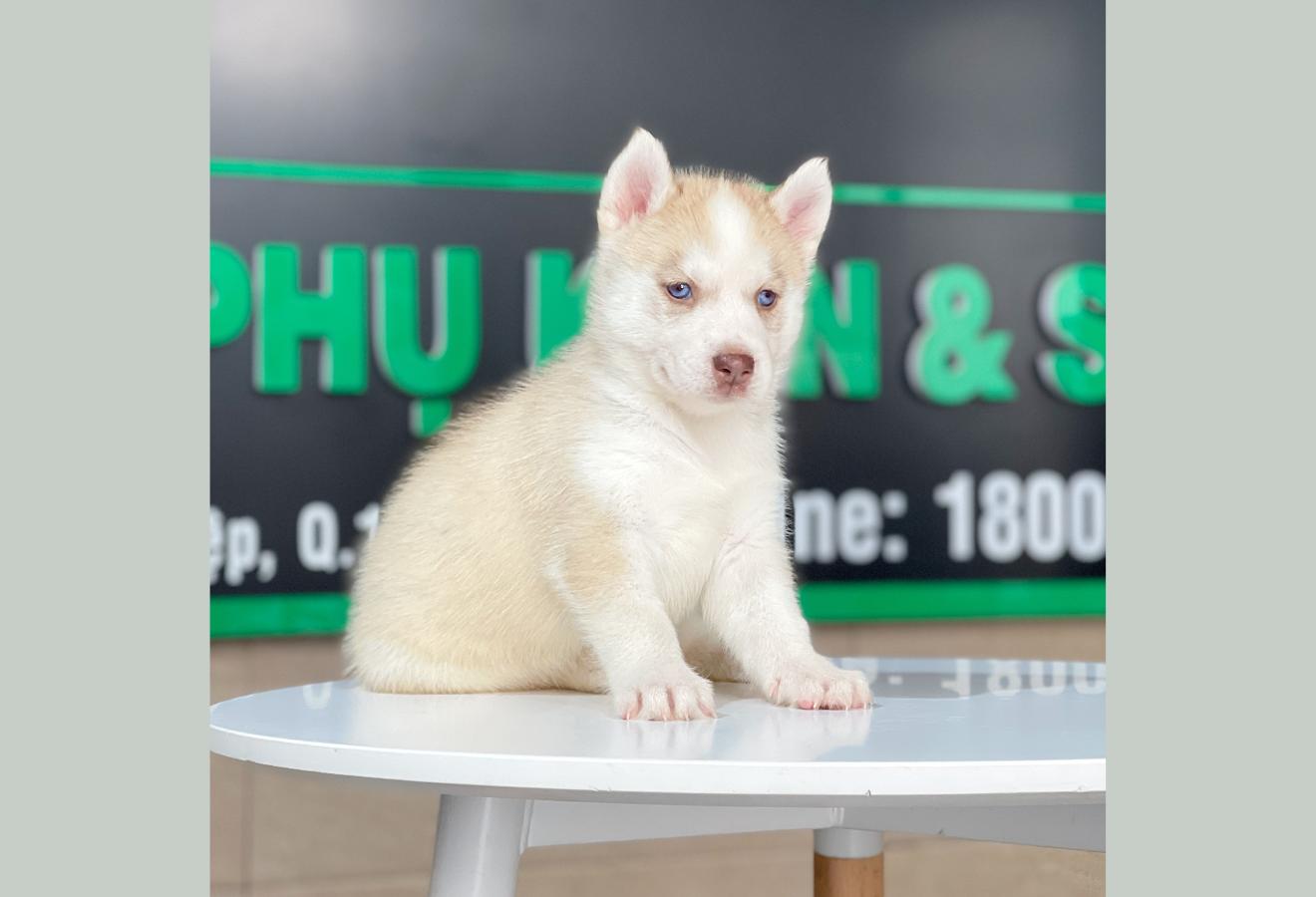 Husky Siberian - Màu Hồng Phấn (MS 01)
