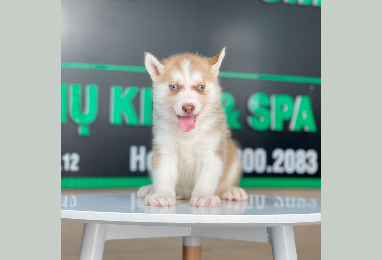 Husky Siberian - Màu Nâu Đỏ (MS 02)