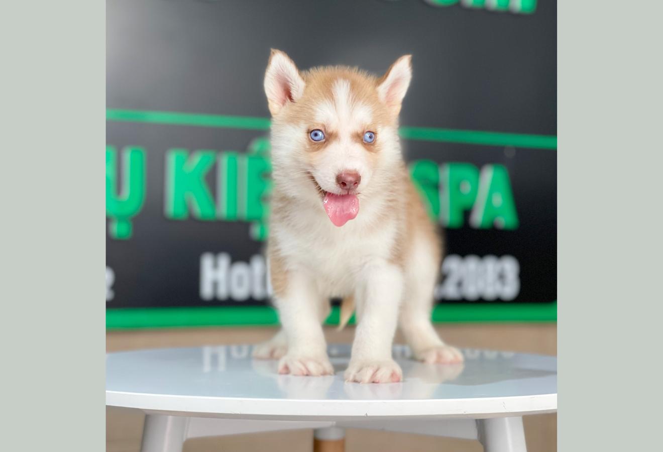 Husky Siberian - Màu Nâu Đỏ (MS 02)