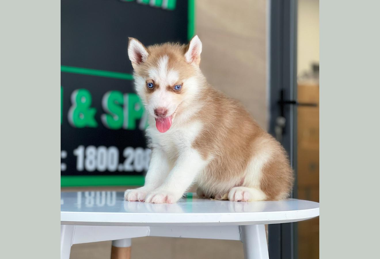 Husky Siberian - Màu Nâu Đỏ (MS 02)