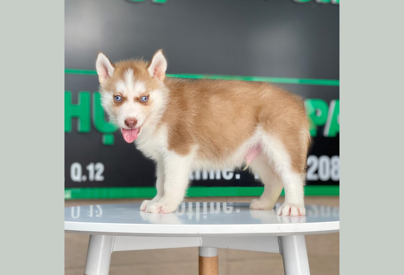 Husky Siberian - Màu Nâu Đỏ (MS 02)