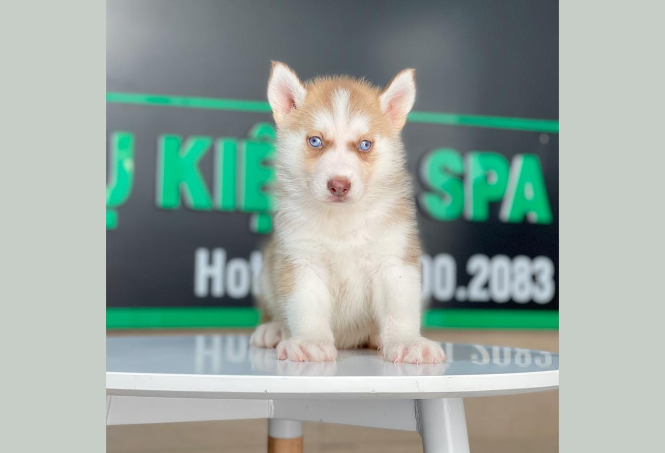 Husky Siberian - Màu Nâu Đỏ (MS 02)