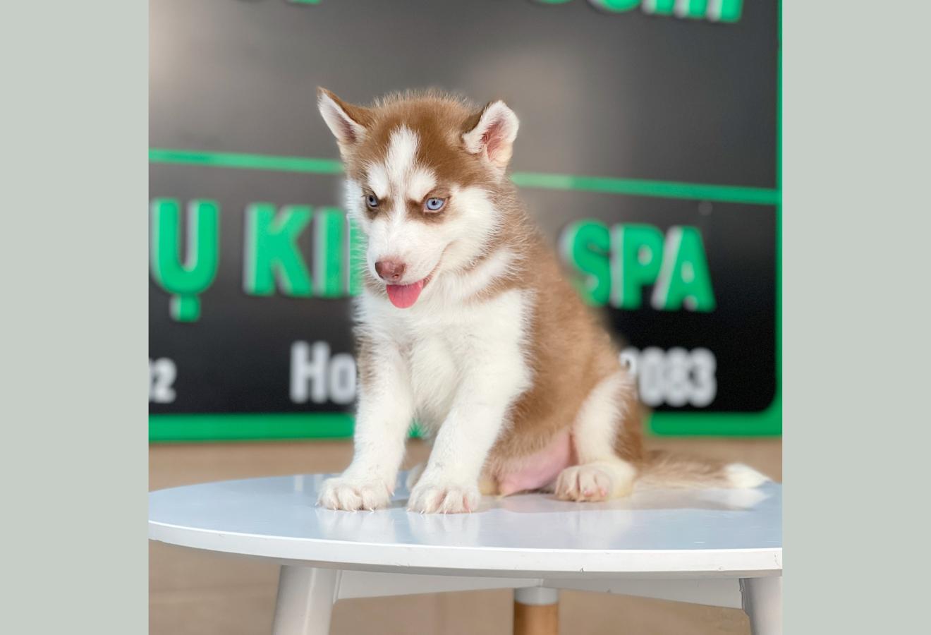 Husky Siberian - Màu Nâu Đỏ (MS 03)
