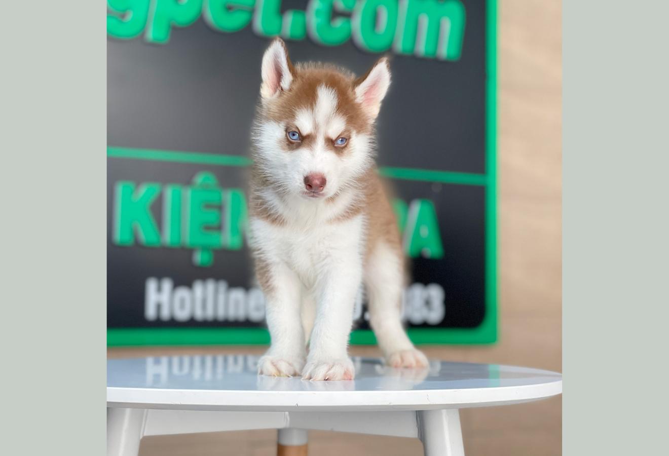 Husky Siberian - Màu Nâu Đỏ (MS 03)