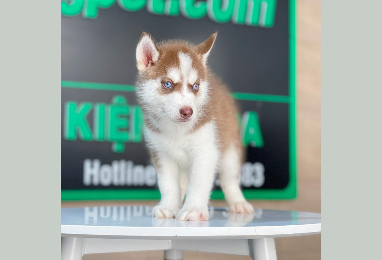 Husky Siberian - Màu Nâu Đỏ (MS 03)