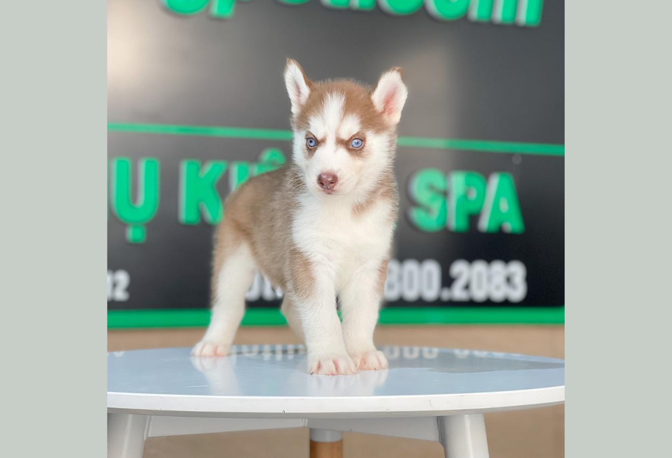 Husky Siberian - Màu Nâu Đỏ (MS 04)