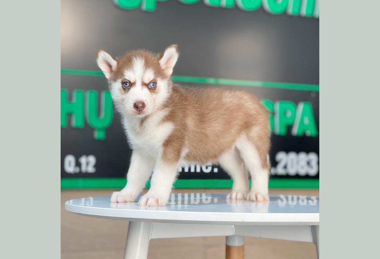 Husky Siberian - Màu Nâu Đỏ (MS 04)