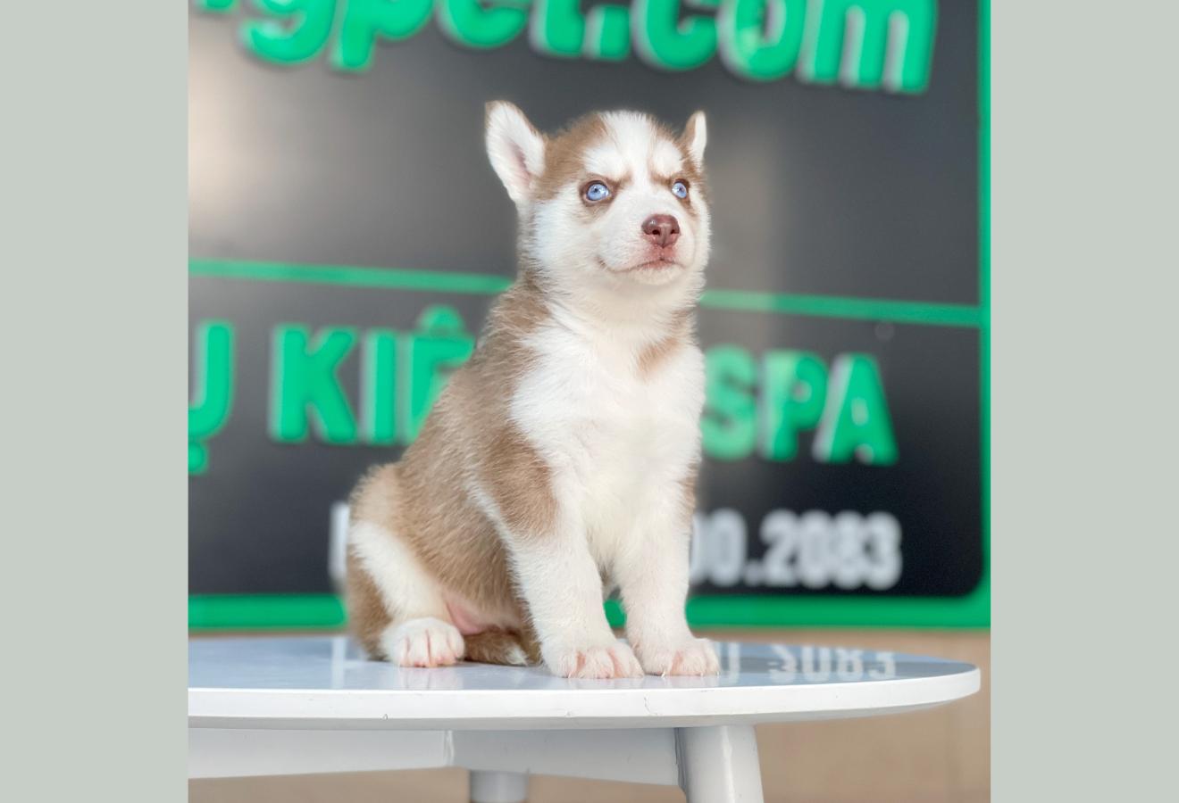 Husky Siberian - Màu Nâu Đỏ (MS 04)