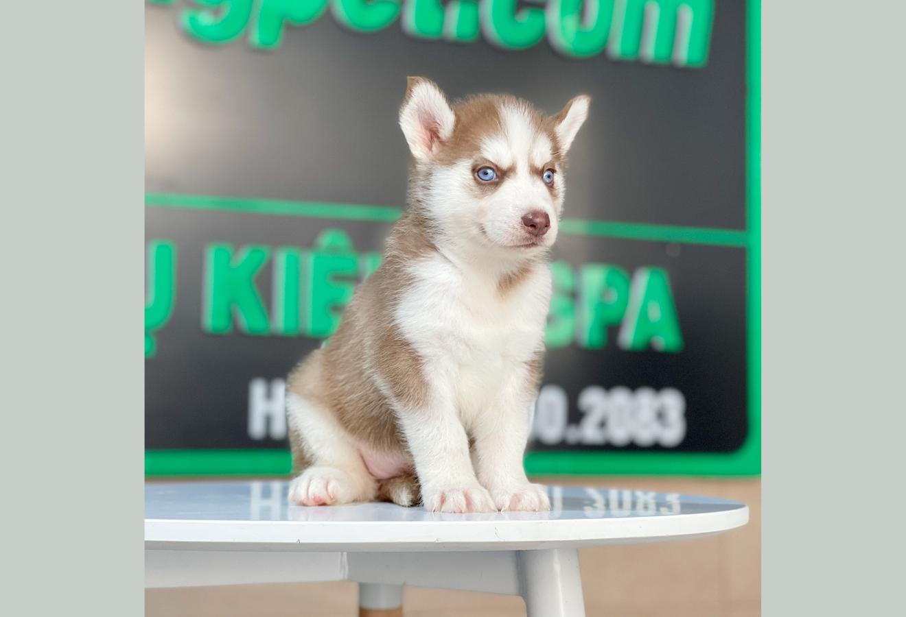 Husky Siberian - Màu Nâu Đỏ (MS 04)