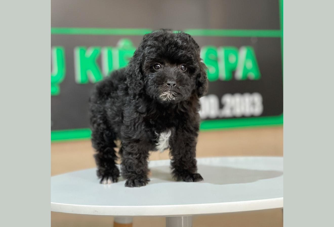 Poodle Toy - Màu Đen (MS 02)
