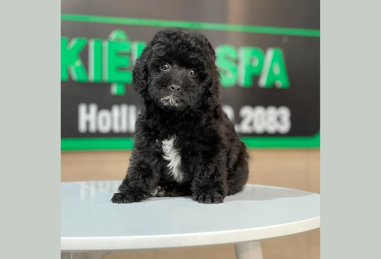 Poodle Toy - Màu Đen (MS 02)