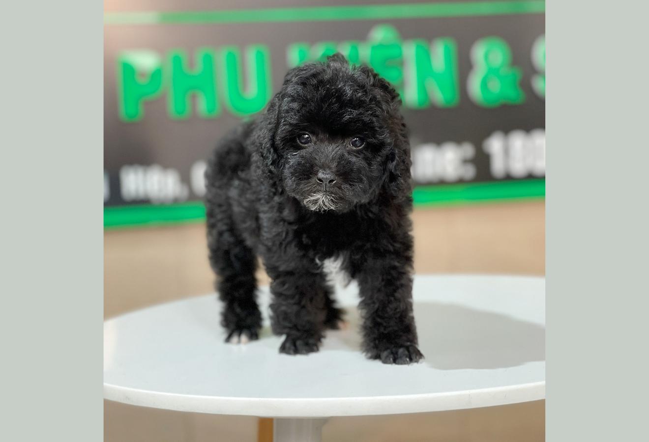 Poodle Toy - Màu Đen (MS 02)