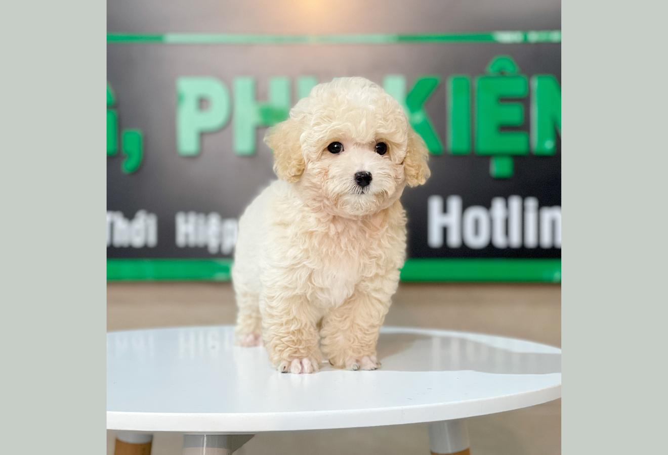 Poodle Toy - Màu Kem (MS 01)
