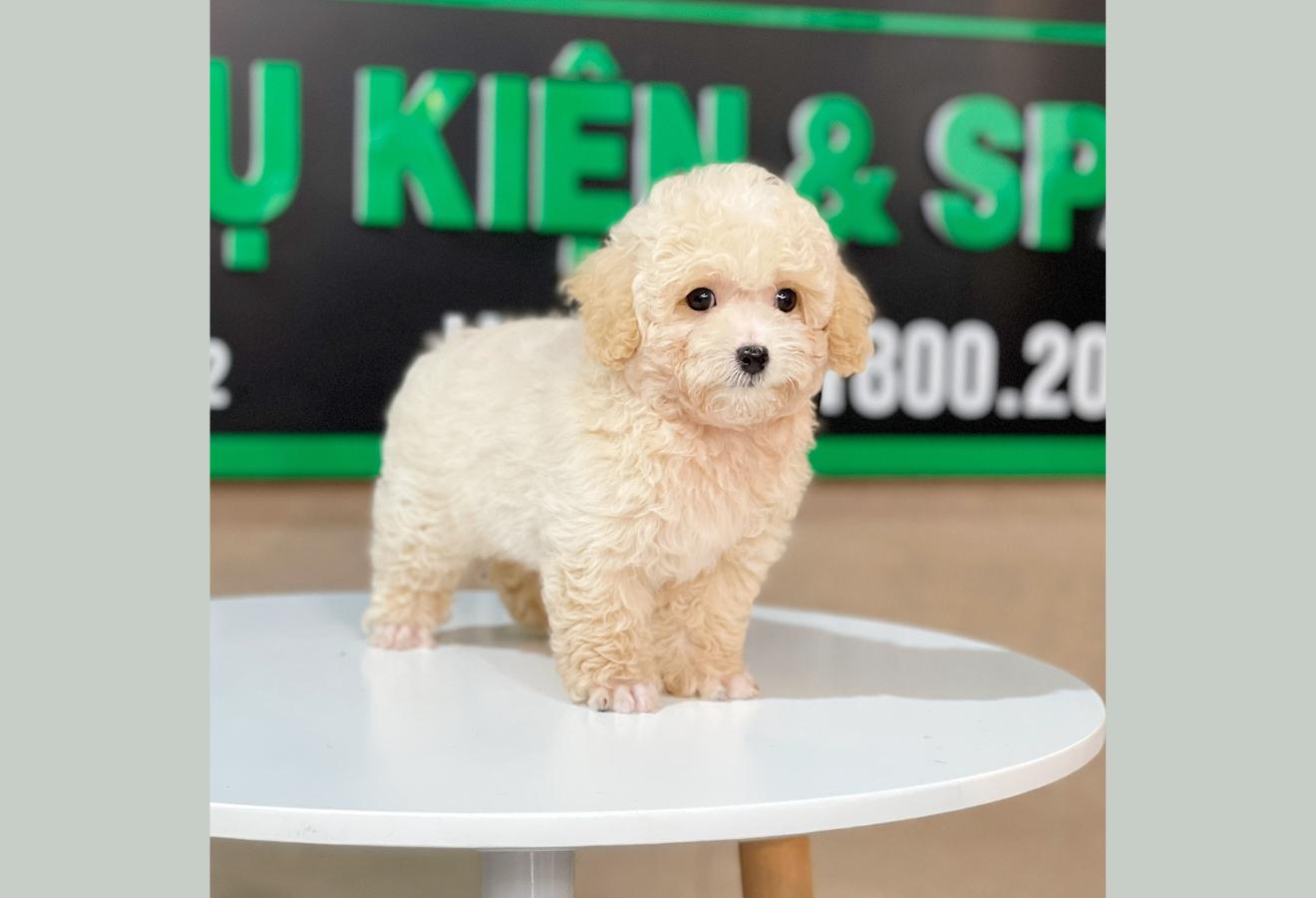 Poodle Toy - Màu Kem (MS 01)