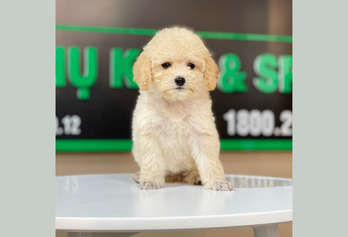Poodle Toy - Màu Kem (MS 03)