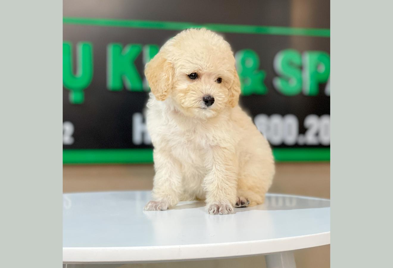 Poodle Toy - Màu Kem (MS 03)