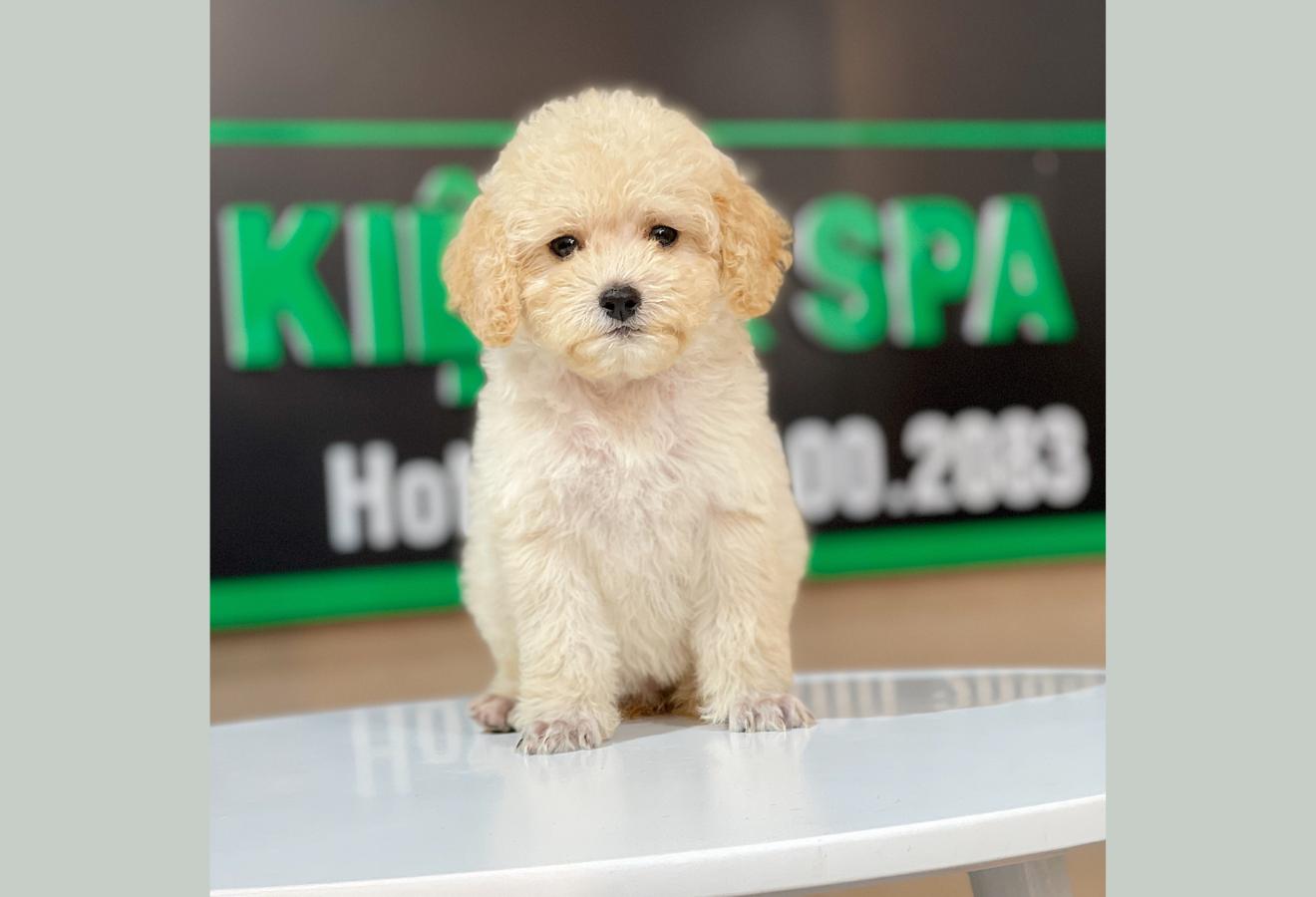 Poodle Toy - Màu Kem (MS 03)