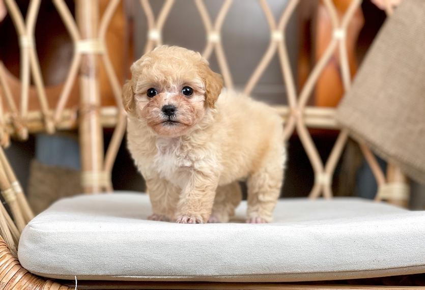 Poodle Tiny - Màu Kem (MS 04)